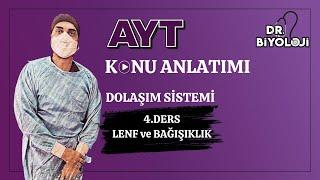 Dolaşım Sistemi | 4. Ders Lenf ve Bağışıklık Sistemi 1| #2025tayfa