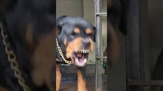 Dangerous dog barking #rottweiler #angrypuppy #cuteanimal  #angrydog #cutepet #cutepuppy #angrypets