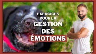 Apprendre a son chien à gérer ses émotions lors de rencontres, un invité à la maison...