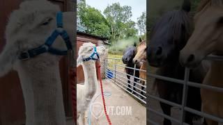Alpaca Spits on Horses and They’re Not Having It 