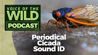 Bonus: Periodical Cicadas – Voice of the Wild