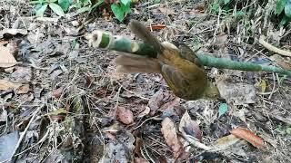 Jebakan burung dari bambu.