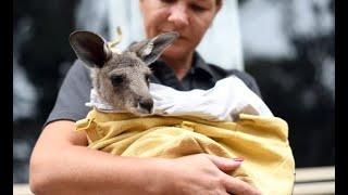 Crafters unite to help injured animals in Australia