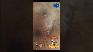 Happy sundog snapchat aridale terrior terror terrorist raptor dog high videofx