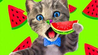 SPECIAL LITTLE KITTEN ADVENTURE AND FRIENDS MEOW - LONG CARTOON VIDEO