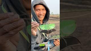 Layangan Terkecil di Festival Layangan #layangan
