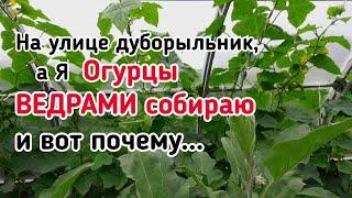 Про огурцы в теплице. Мой метод выращивания. Полив, схемы подкормок, формировка, дефициты в питании.