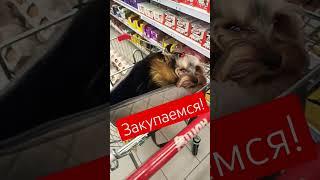 бегаем по магазинам! #Йорк #новыйгод