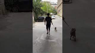 #английский #английскийязык #английскийонлайн #репетитор #репетиторанглийского #собака #птибрабансон