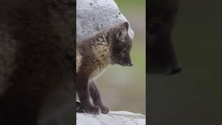 Animal Parents of the Arctic | Incredible Animal Journeys | Wild Animal | Animal Voxel #wildlife