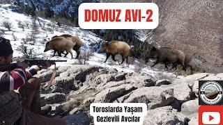 KARDA DOMUZ AVI-2 #wildboar #wildboarhunting #domuzavi #domuzavı #toroslar #viralvideo #keşfet