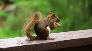 Red Squirrel