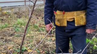 Урок 5.Потрясающий урок обрезки сада. Весна, лето , осень. ПОДПИШИСЬ!