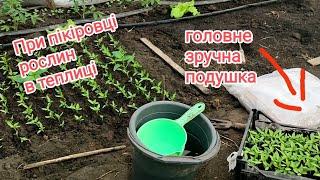 Пікірую розсаду перцю. Спробуйте так, як я, і ви полюбите цю роботу 