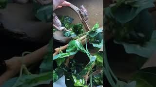 My frogs bit me 