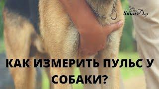 Как измерить пульс у собаки?