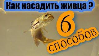 КАК НАСАДИТЬ ЖИВЦА НА КРЮЧОК? 6 СПОСОБОВ как одеть живца на жерлицу. Зимняя рыбалка на щуку