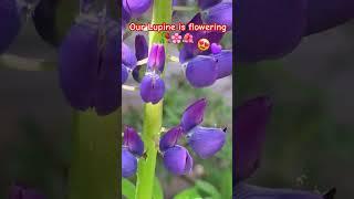 #Lupine #Lupin #Flowering  #ontario #Canada #nature #plants #garden #gardening #flowers #landscape