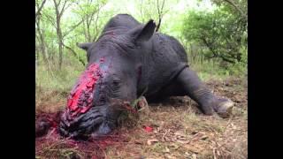 Endangered Education | Episode : 1. Sumatran Rhino