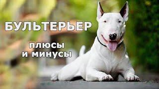 БУЛЬТЕРЬЕР. Плюсы и минусы породы BULL TERRIER