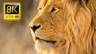 Amazing Lions Collection in 8K TV HDR 60FPS ULTRA HD