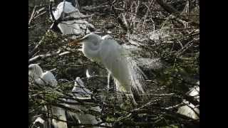 Harris Neck Rookery video.wmv