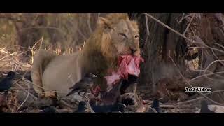 Gir National Park | animal planet full episode in hindi | documentary in hindi