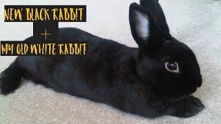 How black rabbit looks +|black rabbit with my old white rabbits and their reaction| #shorts