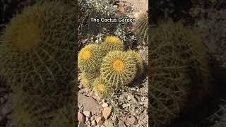 The Cactus garden at the Arizona-Sonora Desert Museum.