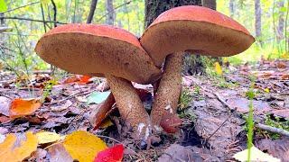  МОРЕ БЕЛЫХ ГРИБОВ! Плантация подосиновиков! МОЛОДЫЕ БОРОВИКИ! Timelapse! ASMR! #MUSHROOMS_777