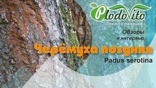 Черёмуха поздняя I Padus serotina