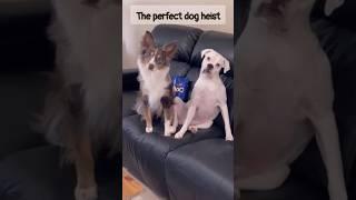 The perfect dog heist | #shorts #tiktok #comedy