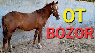 OT BOZOR SAMARQAND URGUT OT BOZOR PIRAVDA OT BOZOR PIRAVDA MOL BOZOR OT BOZOR JIZZAX OT BOZOR VODIY