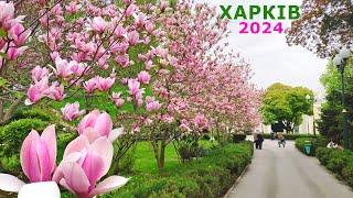 INCREDIBLE BEAUTY OF NATURE IN KHARKIV. CHERRY AND MAGNOLIAS ARE BLOOMING. Central Park. April 2024