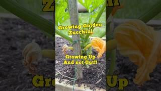 Growing our Zucchini Up and not Out!!#growyourownfood #zucchini #gardenstructure