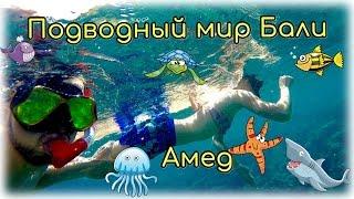 Подводный мир Бали | Снорклинг в Амеде |  Бали 12