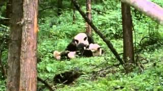 BBC Natural World 1994  Pandas of the Sleeping Dragon