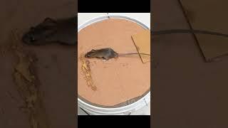 Best Mouse Trap Bucket  #shorts #mousetrap #rattrap