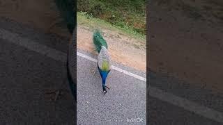 apple eating peacock #song #love #shortsviral #shortsfeed #shorts