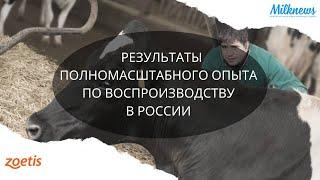 Результаты полномасштабного опыта по воспроизводству в России