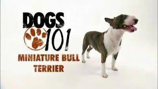 Dogs 101 Miniature Bull Terrier - 720p - Full Clip - High Quality