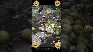sotera Farm Tagboan cataingan masbate Philippines