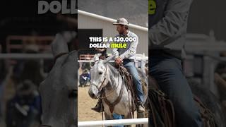 A MULE worth $30K!?  #horse #horses #mule #mules #donkey #donkeys