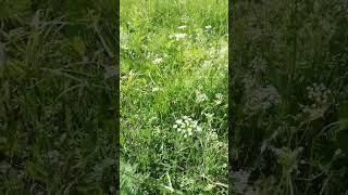 Луговые травы