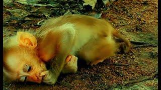 So Pity the little baby monkey is lying on the ground because he is waiting for her mother