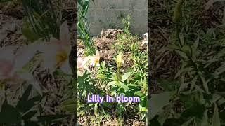 Beautiful blooms #homestead #gardening #beautiful #bloom #family #garden #farmlifebestlife