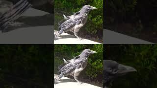 #方向転換が危なっかしい#幼鳥カラス##crow # #birds##迷子#ハシボソガラス#raven#野鳥