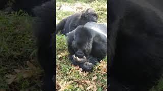 Gorilla  trekking  in uganda  