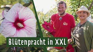 Staudenhibiskus: Pflegen, überwintern und kombinieren | MDR Garten