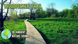 Virtual Running Video for Treadmill | Woodpecker Trail | Coralville, IA, USA | Ambient Nature Sounds